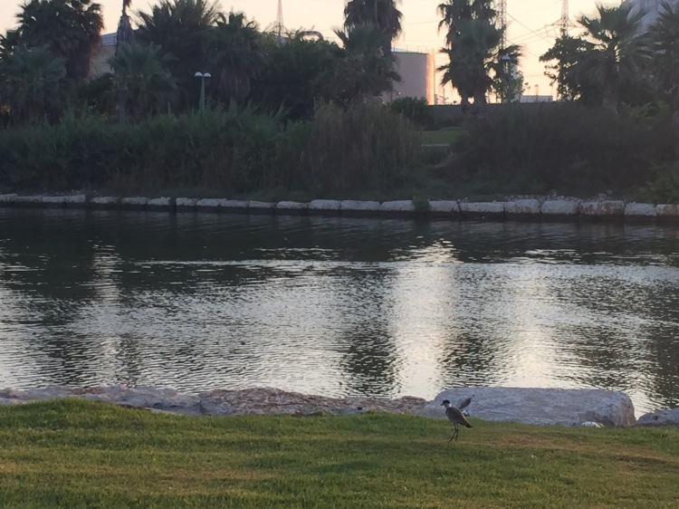 Waterfowl on the Yarkon River Bank